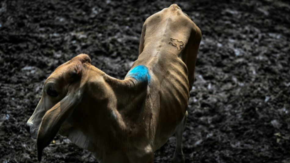El Ni&ntilde;o traz per&iacute;odo de 'vacas magras' aos mercados de gado de El Salvador