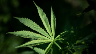 Polizei entdeckt Plantage mit 290 Cannabispflanzen in Wohnhaus in D&uuml;sseldorf
