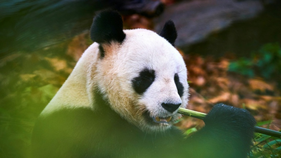 La France dit adieu à ses pandas chinois, Pékin promet de les remplacer