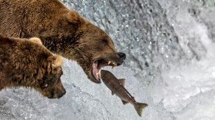 First Hollywood, now Fat Bear Week: nepobaby wins Alaska contest 